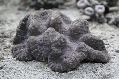 Killikus&reg; Fotographie